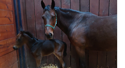  A Colt foal by Walner 